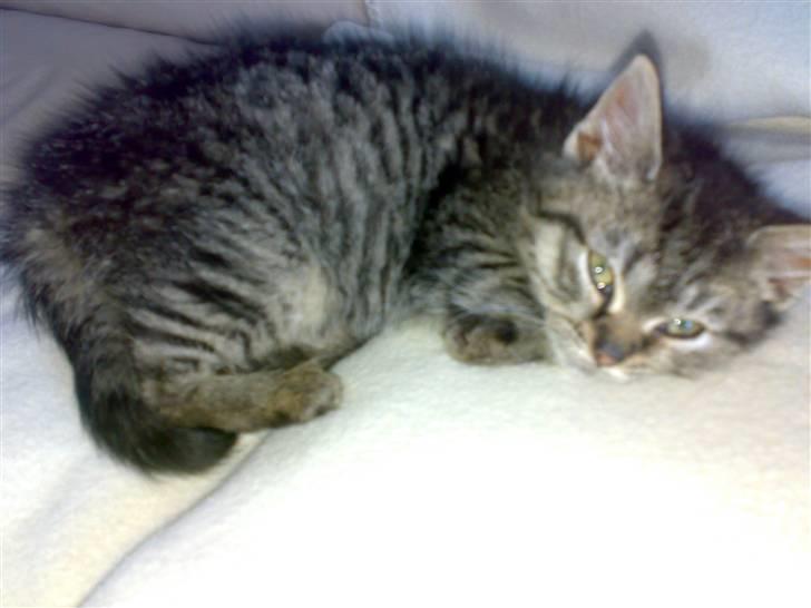 Blanding af racer ''Hugh Hefner'' billede 15