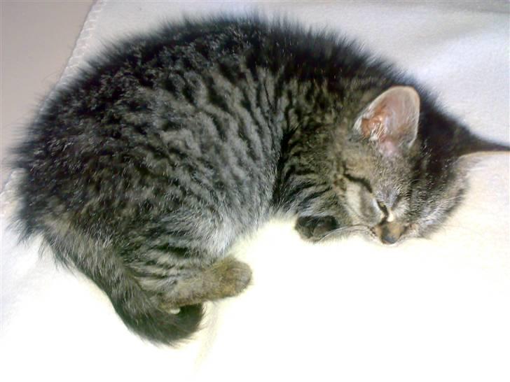 Blanding af racer ''Hugh Hefner'' billede 16