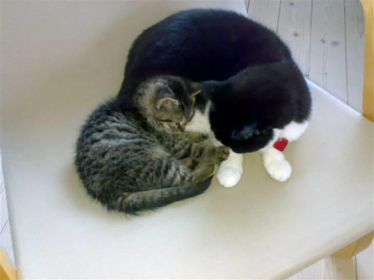 Blanding af racer ''Hugh Hefner'' billede 17