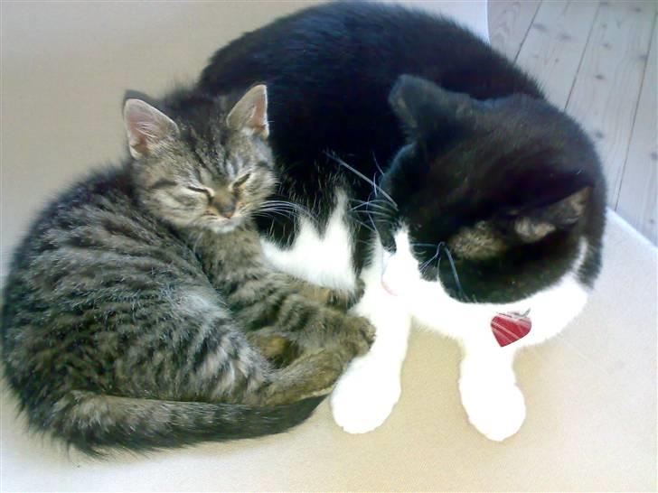 Blanding af racer ''Hugh Hefner'' billede 18