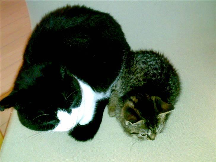 Blanding af racer ''Hugh Hefner'' billede 19