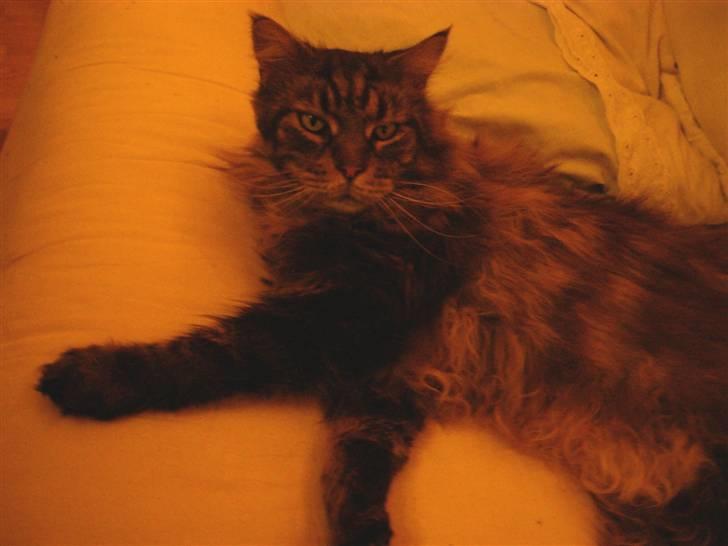 Maine Coon Kingsey billede 1
