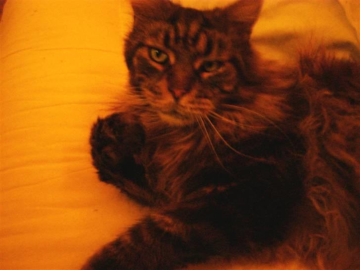 Maine Coon Kingsey billede 2