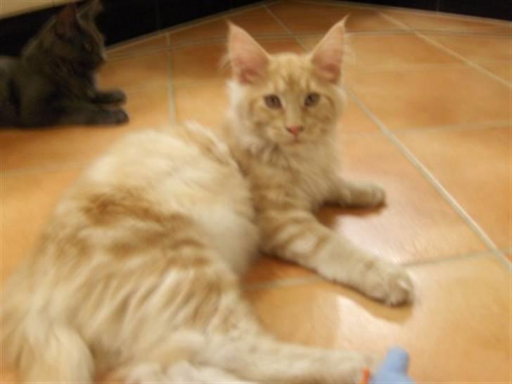 Maine Coon Zoomalude - Zooma slænger sig billede 7