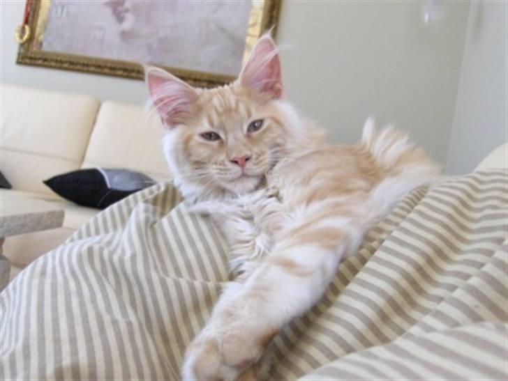 Maine Coon Zoomalude - Dynemis billede 9