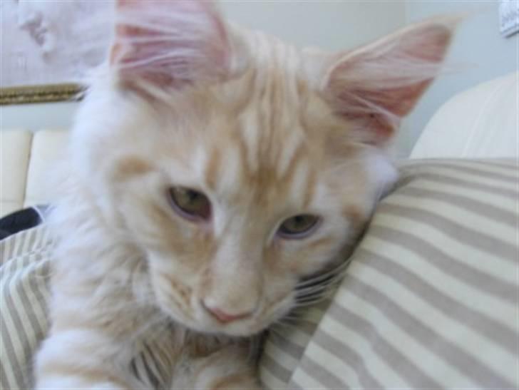 Maine Coon Zoomalude - Dynemis billede 10