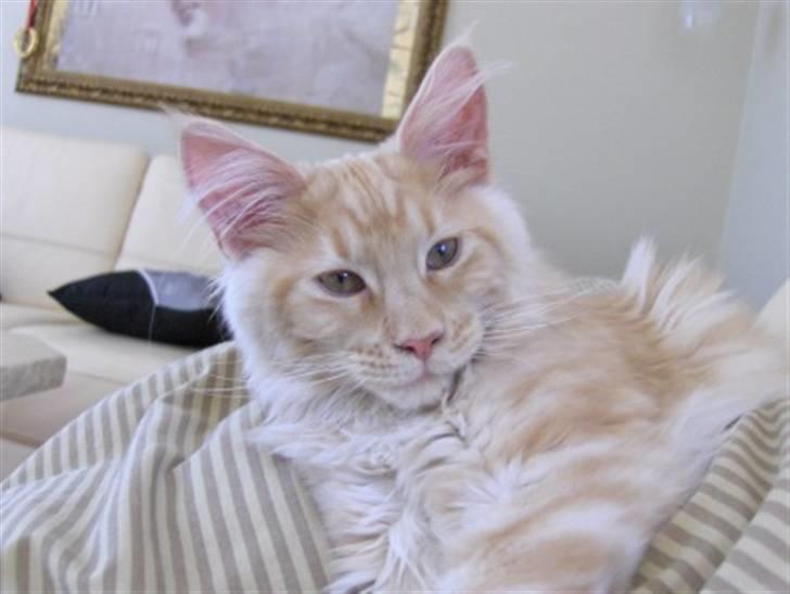 Maine Coon Zoomalude - Dynemis billede 11