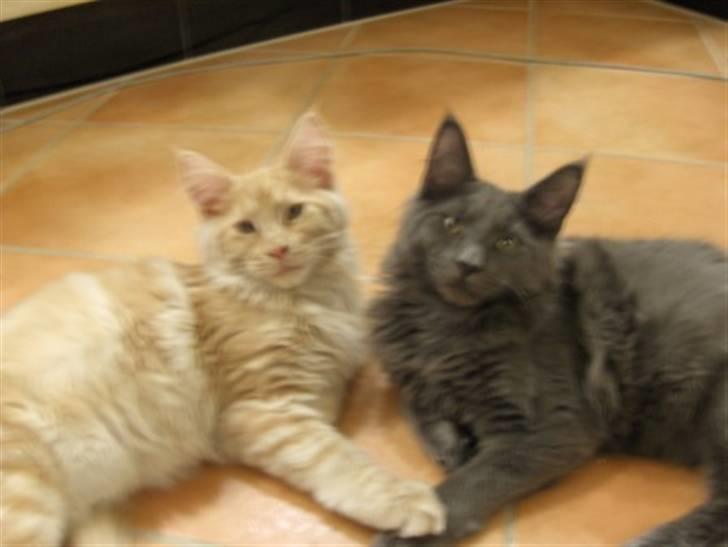 Maine Coon Samba Magic billede 7