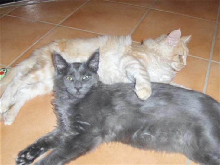 Maine Coon Samba Magic billede 8