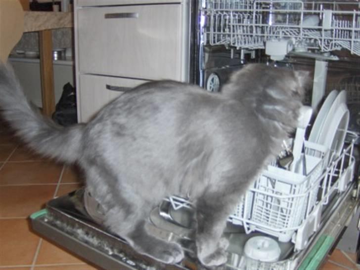 Maine Coon Samba Magic - Man må ikke hoppe op i opvaskemaskinen billede 9