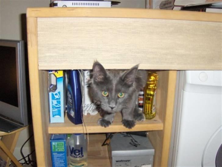 Maine Coon Samba Magic - Man må ikke hoppe rundt inde i skabet med rengøringsmidler billede 10