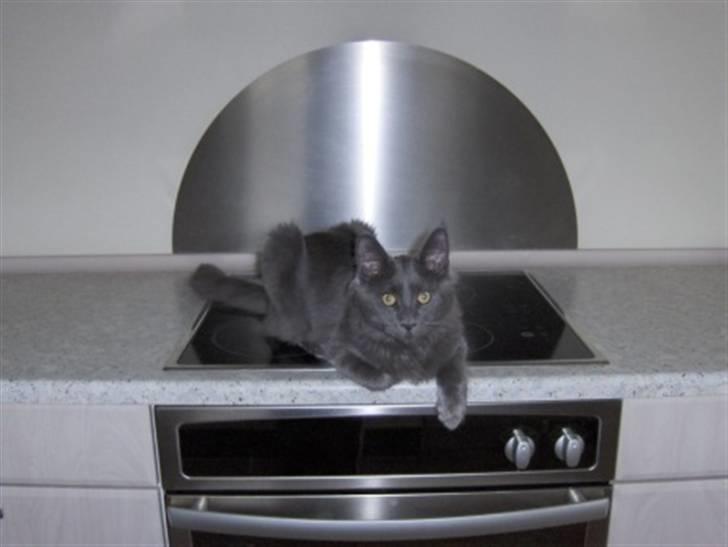 Maine Coon Samba Magic - Man må bestemt ikke ligge på kogeplader - det er jo farligt!!! billede 11