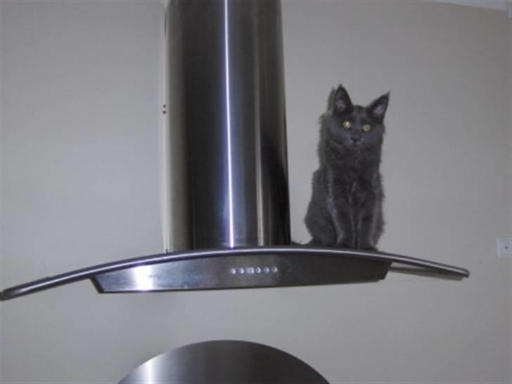 Maine Coon Samba Magic - Man må slet slet ikke indlogere sig på emhætten  billede 12