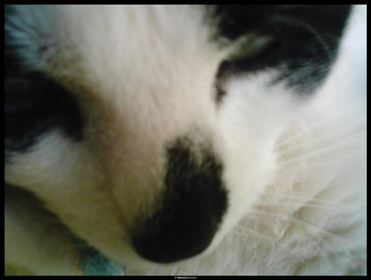 Huskat Kitty  - Lakridsnæse billede 14