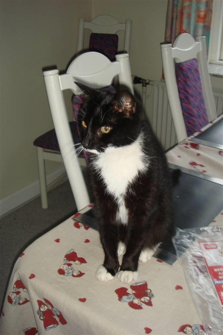 Huskat Pelle billede 1