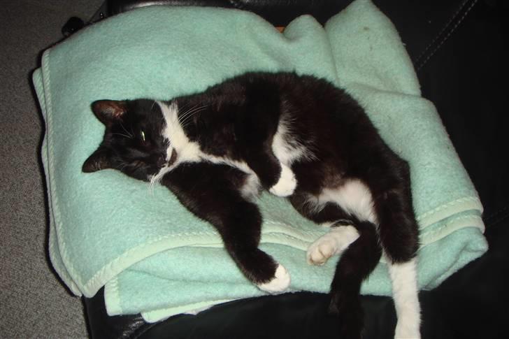 Huskat Pelle billede 2