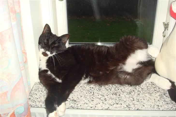 Huskat Pelle billede 3