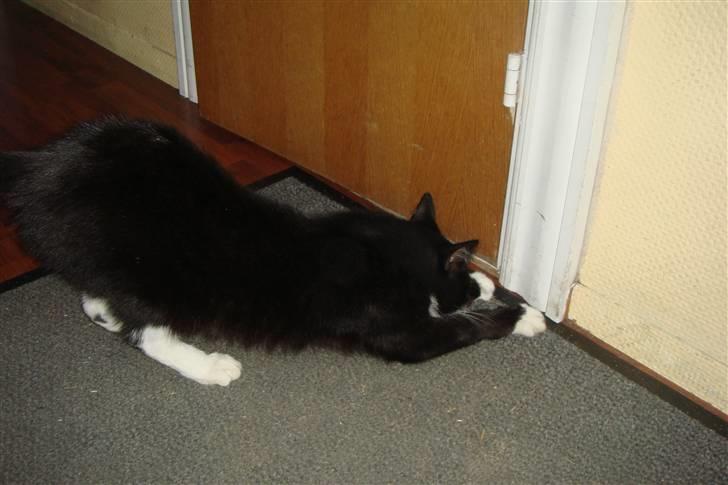 Huskat Pelle billede 4