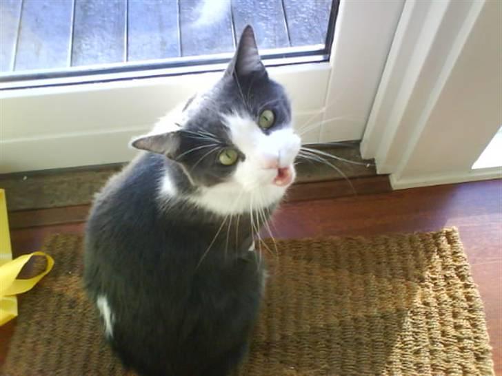 Blanding af racer tommads<3 - jeg vil gerne ud;) billede 6