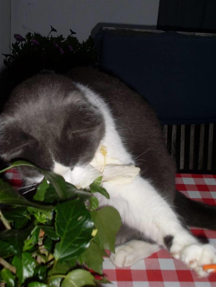 Blanding af racer tommads<3 - (L..... billede 7