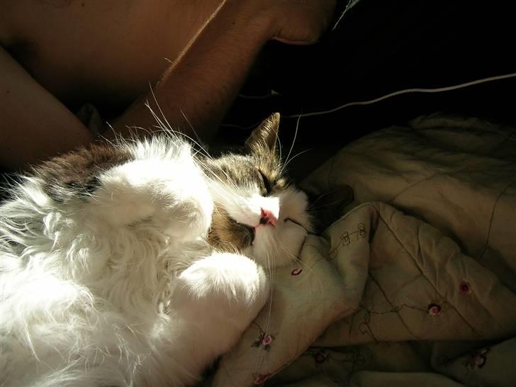 Blanding af racer Gere billede 1