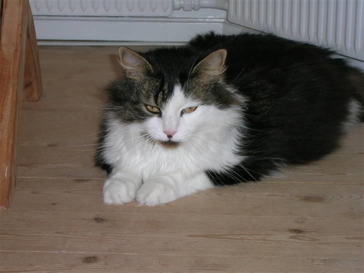 Blanding af racer Gere billede 2