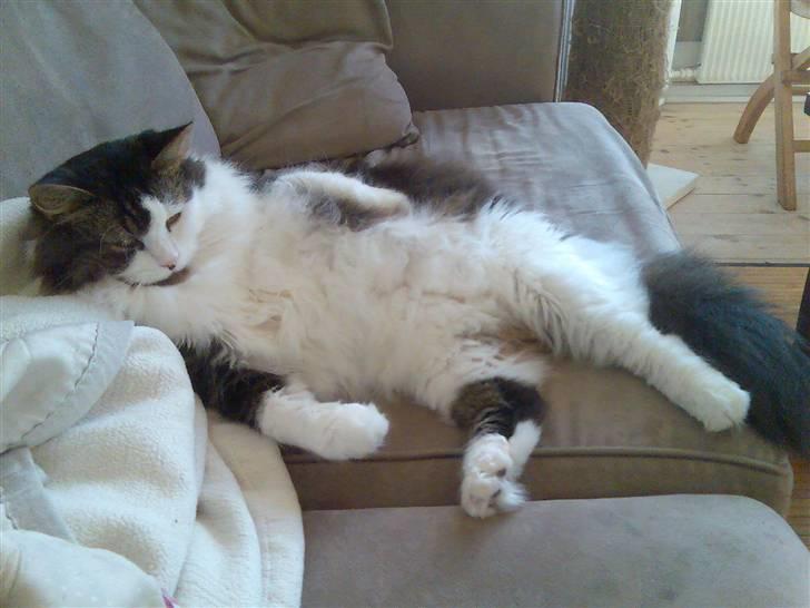 Blanding af racer Gere billede 3