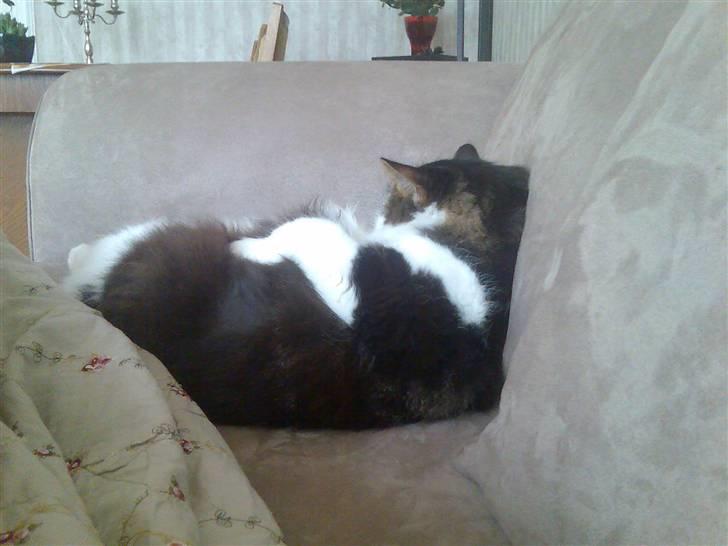 Blanding af racer Gere billede 5