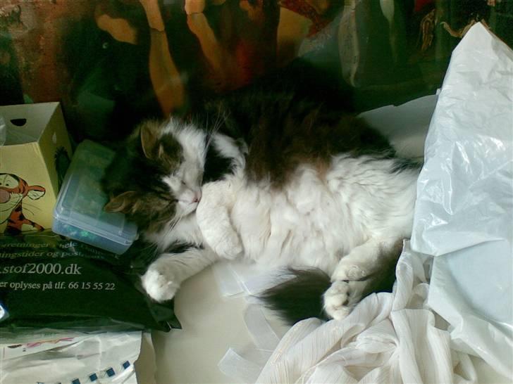 Blanding af racer Gere billede 6