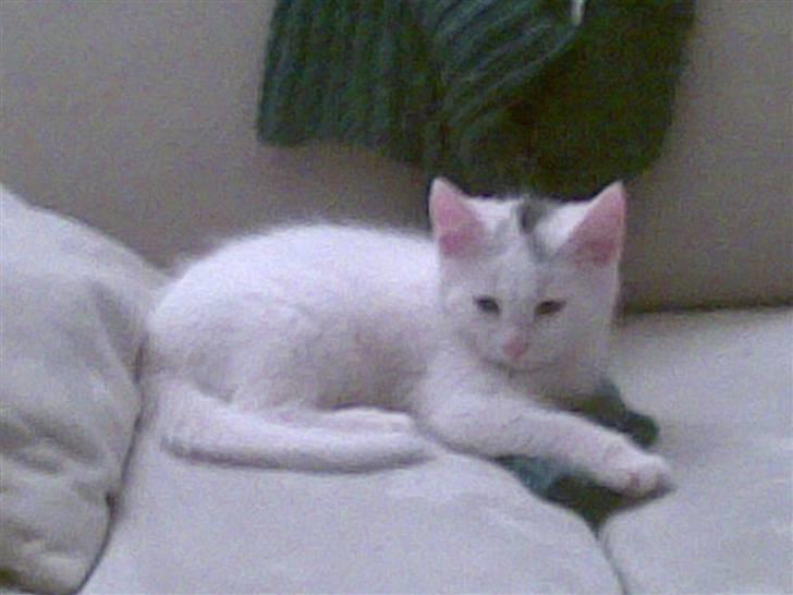 Huskat Røskva - Her ligger jeg og ser dejlig ud billede 1