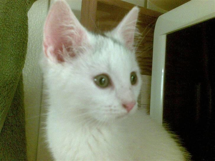 Huskat Røskva - Den smukkeste prinsesse billede 2