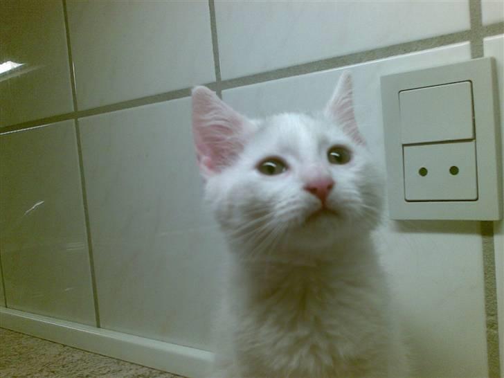 Huskat Røskva - På dette billede ligner hun sin far på en prik billede 3