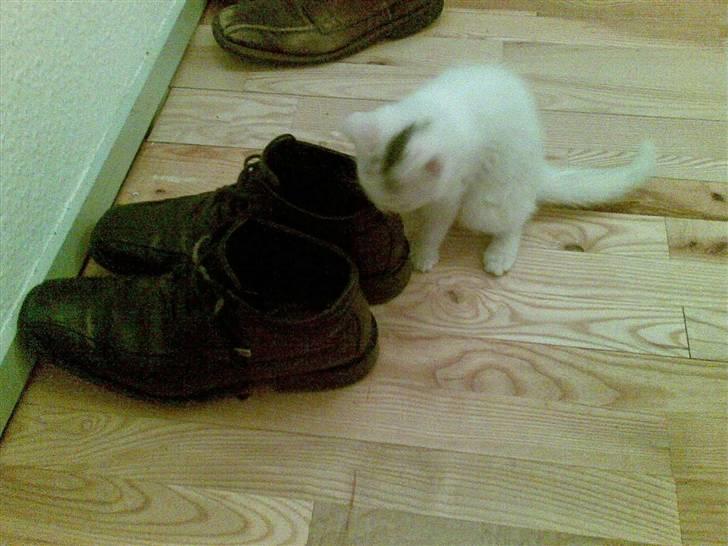 Huskat Røskva - Uhm, fars sko dufter deeejligt ... underlig tendens billede 4