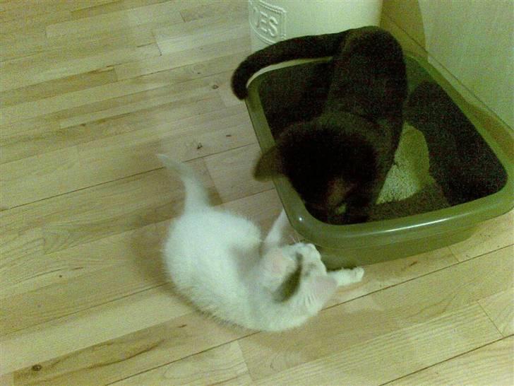 Huskat Røskva - Det er sjovt at drille med storebror, når han står i bakken billede 5