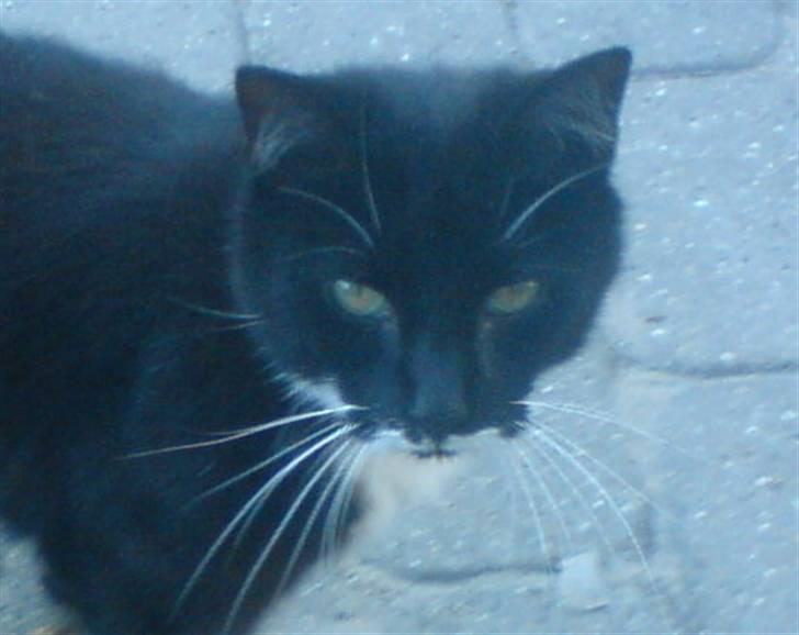 Huskat Pelle billede 5