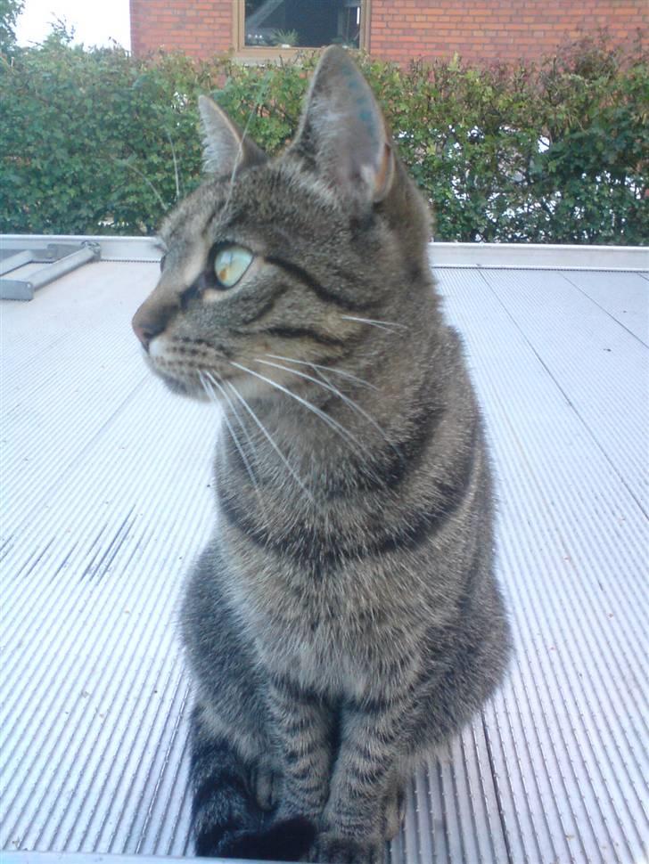 Huskat Pjuske billede 2