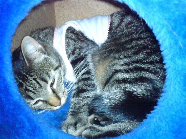 Huskat Pjuske billede 3