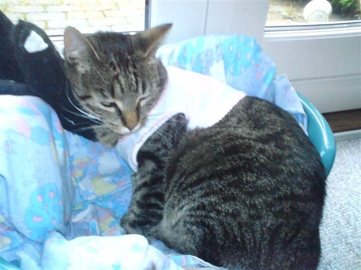 Huskat Pjuske billede 4