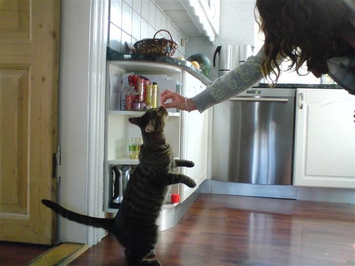 Huskat Pjuske billede 5