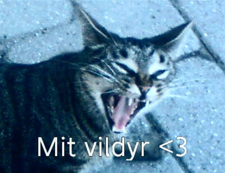 Huskat Pjuske billede 6