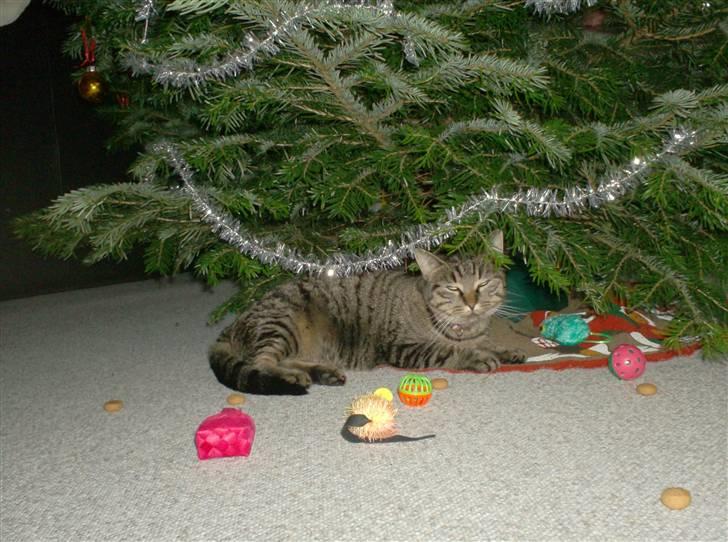 Huskat Pjuske - jule aften :P  billede 7