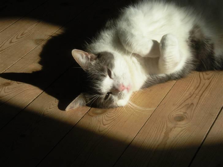 Blanding af racer Freke billede 1