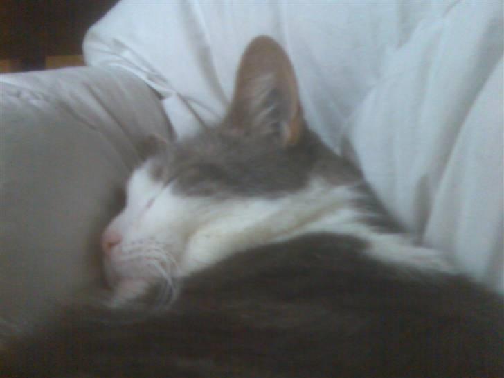 Blanding af racer Freke billede 2