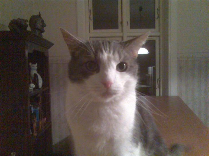 Blanding af racer Freke billede 3