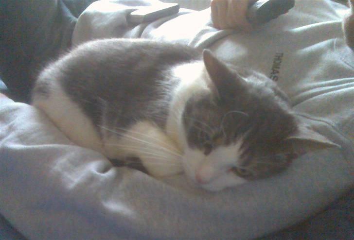 Blanding af racer Freke billede 4