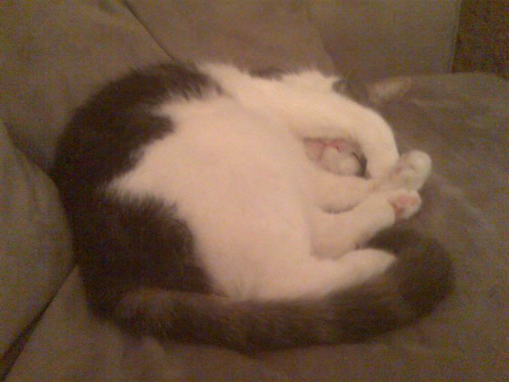 Blanding af racer Freke billede 5