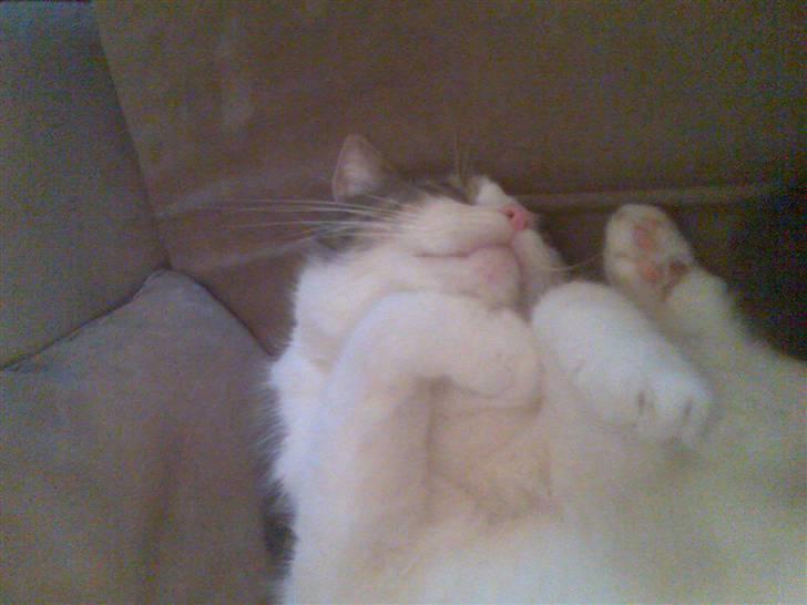 Blanding af racer Freke billede 6