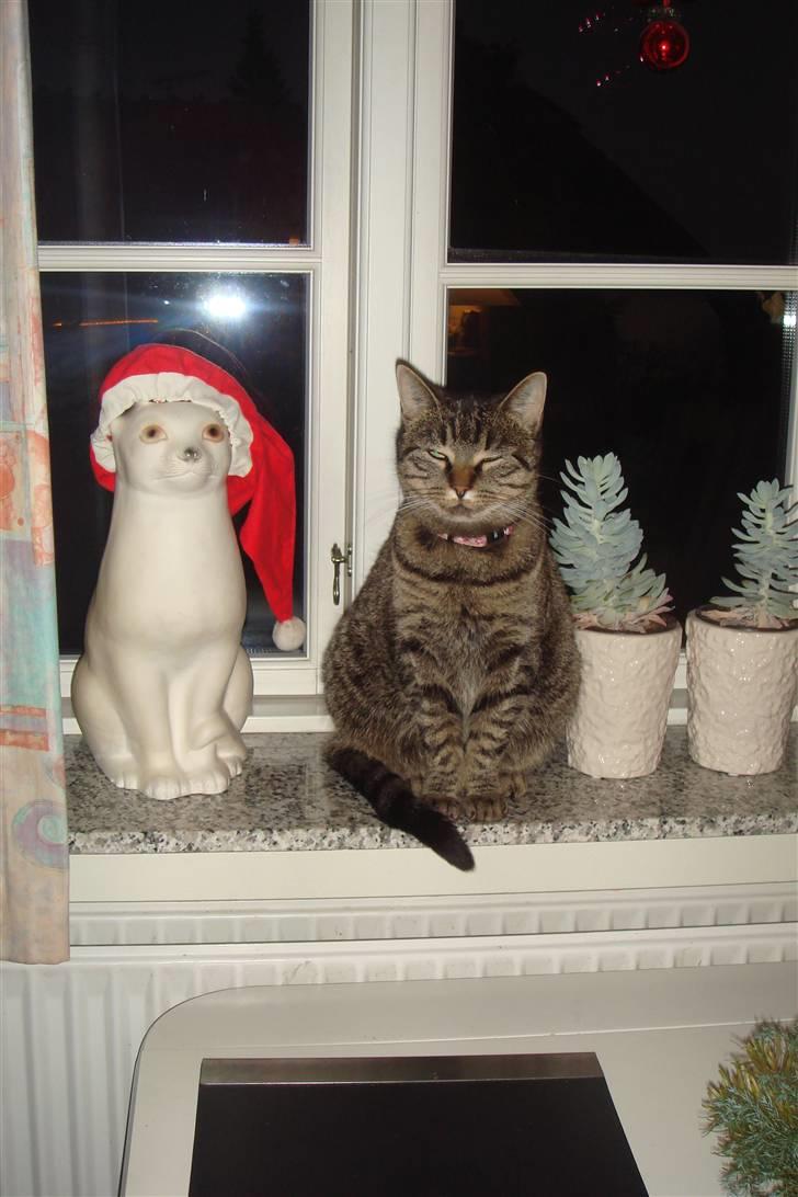 Huskat Pjuske billede 8