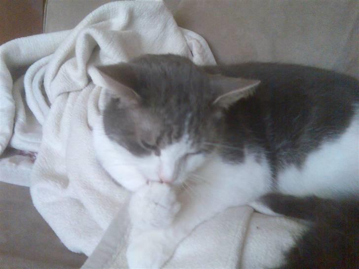 Blanding af racer Freke billede 7