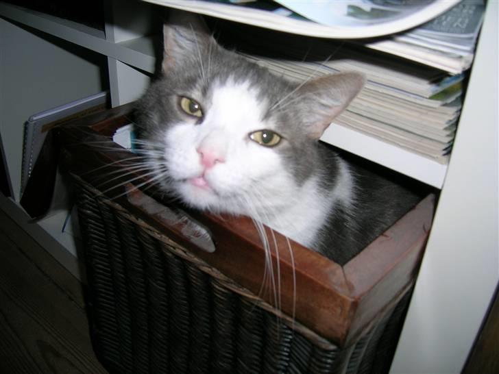 Blanding af racer Freke billede 8